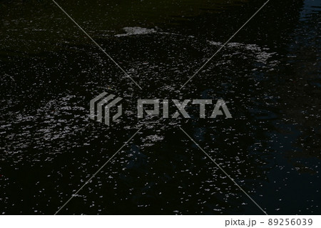 水面を漂う桜の花びら 89256039