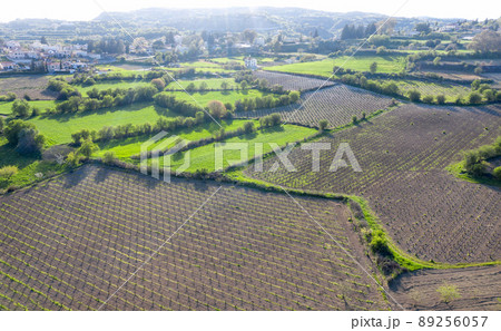 Bare vineyards and green agricultural fields in Cyprus during spring. Countryside landscape in Paphos area, Cyprus 89256057