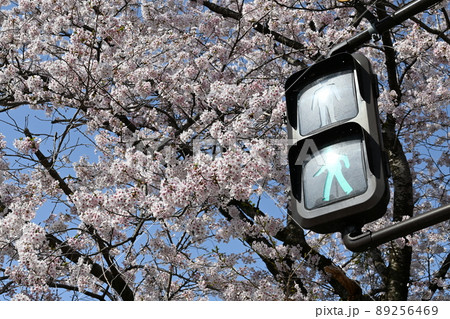 信号機とソメイヨシノの花 89256469