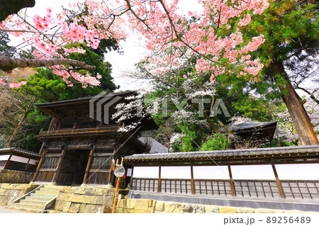 あきる野市　大悲願寺の桜 89256489
