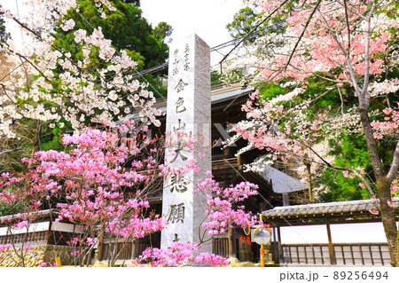 あきる野市　大悲願寺の桜 89256494