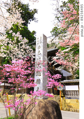 あきる野市　大悲願寺の桜 89256495
