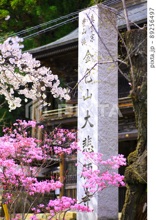 あきる野市　大悲願寺の桜 89256497