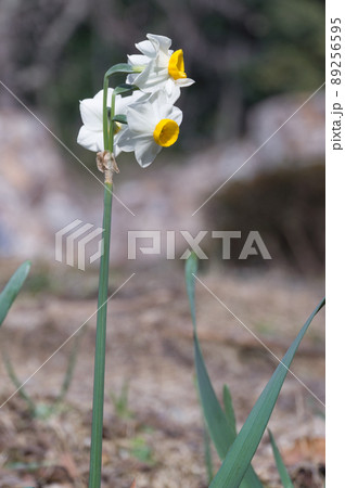 万博記念公園のスイセン、大阪府吹田市 万博記念公園のスイセン、大阪府吹田市 89256595