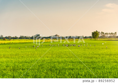 Flock of bird, Openbill stork foraging in paddy rice field in the evening Flock of bird, Openbill stork foraging in paddy rice field in the evening 89256952