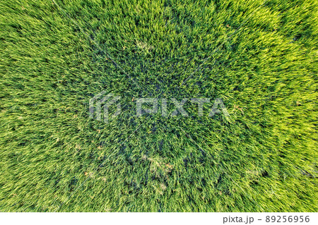 Top view close up of Green rice paddy field, farming cultivation in agricultural land at countryside Top view close up of Green rice paddy field, farming cultivation in agricultural land at countryside 89256956