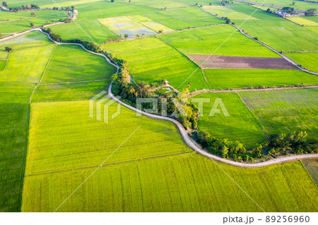 Aerial view of Green rice paddy field, farming cultivation in agricultural land at countryside Aerial view of Green rice paddy field, farming cultivation in agricultural land at countryside 89256960