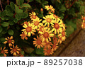 道端の黄色のお花 89257038
