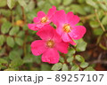 道端のピンクのお花 89257107