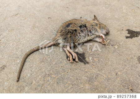 dead mouse body on sandy asphalt surface dead mouse body on sandy asphalt surface 89257368