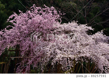 當麻寺奥院の枝垂れ桜 當麻寺奥院の枝垂れ桜 89257591