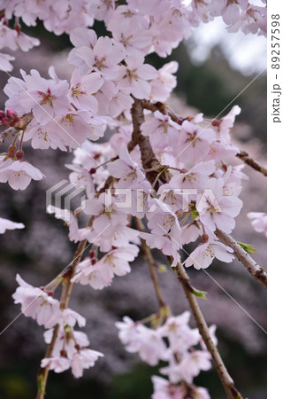 當麻寺奥院の枝垂れ桜 當麻寺奥院の枝垂れ桜 89257598
