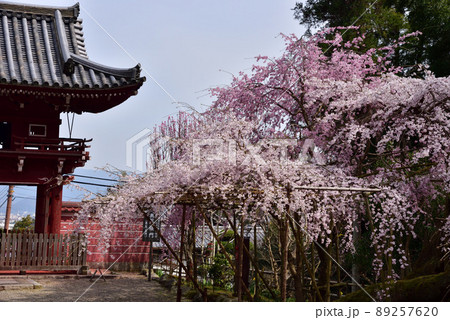 當麻寺奥院の枝垂れ桜 89257620