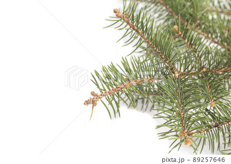 Fir tree branch isolated on white Fir tree branch isolated on white 89257646