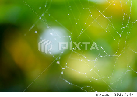 blurred abstract cobweb or spiderweb natural blurred abstract cobweb or spiderweb natural 89257947