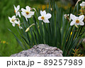 Blooming daffodils on a blurred background. Stone in the foreground. Landscaping. 89257989
