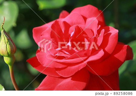 赤いバラの花とつぼみ 赤いバラの花とつぼみ 89258086