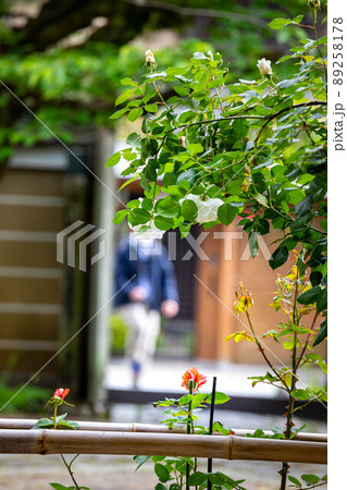 上御霊神社、バラの花が咲く境内と京都の静かな街角風景 89258178