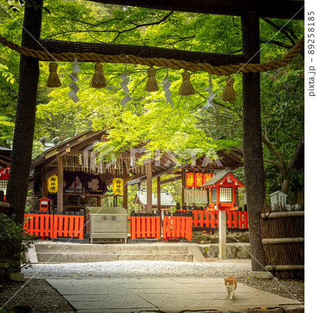 野宮神社、猫も散歩する境内の黒木鳥居と本殿 89258185