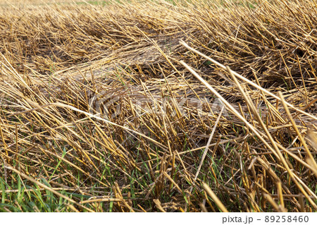 cereal plants during cultivation in the field in summer cereal plants during cultivation in the field in summer 89258460