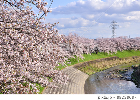 秋篠川の桜並木 89258687