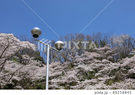 照明に桜 89258845