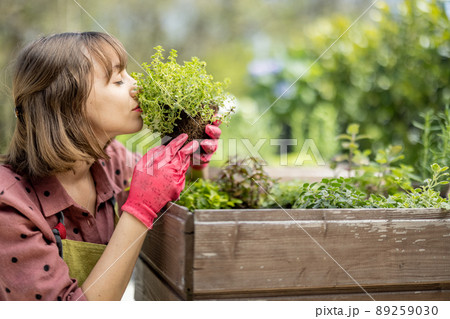 Woman planting spicy herbs at home vegetable garden 89259030