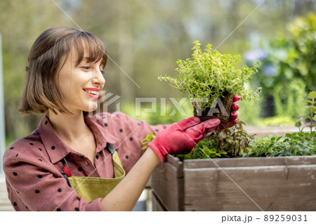 Woman planting spicy herbs at home vegetable garden 89259031