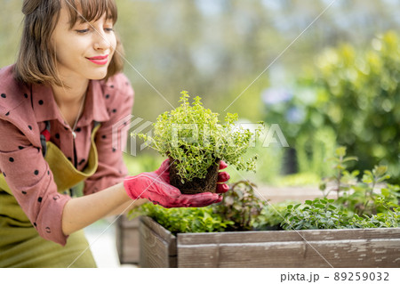 Woman planting spicy herbs at home vegetable garden 89259032