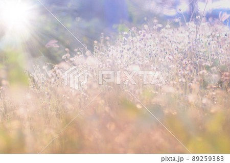 Wild grass field landscape with spikes. Rural scene. Nature concept. Blurred soft focus. Grass flower, close up soft focus a little wild flowers grass in sunrise and sunset background warm vintage; Wild grass field landscape with spikes. Rural scene. Nature concept. Blurred soft focus. Grass flower, close up soft focus a little wild flowers grass in sunrise and sunset background warm vintage; 89259383