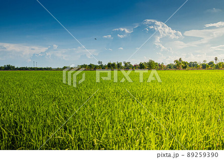 Agriculture green rice field farmland plant ecology and blue sky at summertime scenery background 89259390