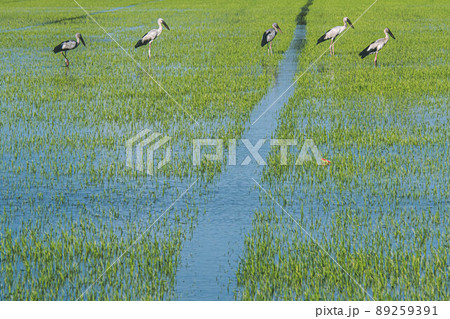 Organic rice fields and Cattle egret, local white birds walking and looking for shell food in the countryside landscape. Organic rice fields and Cattle egret, local white birds walking and looking for shell food in the countryside landscape. 89259391