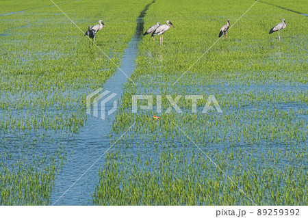 Organic rice fields and Cattle egret, local white birds walking and looking for shell food in the countryside landscape. 89259392