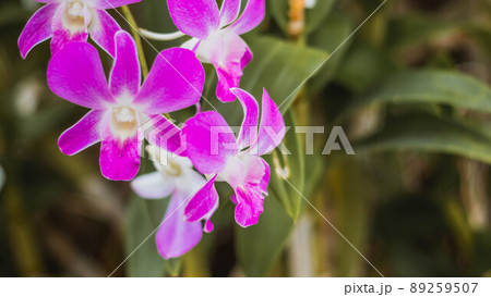 Close up pink violet orchid flower. Beautiful orchid flower blossoming on green nature spring garden flowers colorful plant and bokeh Close up pink violet orchid flower. Beautiful orchid flower blossoming on green nature spring garden flowers colorful plant and bokeh 89259507
