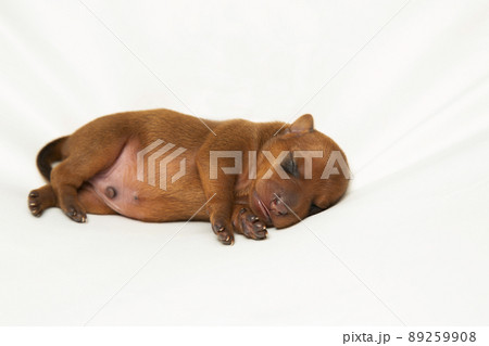 A newborn puppy sleeps on a white sheet. It will be wiped. A baby dog. A newborn puppy sleeps on a white sheet. It will be wiped. A baby dog. 89259908