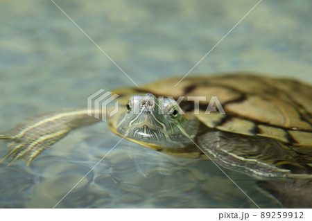 Domestic turtle close-up. A domestic red-eared turtle in an aquarium. Domestic turtle close-up. A domestic red-eared turtle in an aquarium. 89259912