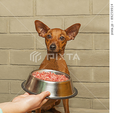 The owner offers the dog meat in a bowl. Feeding a pet.  89259914