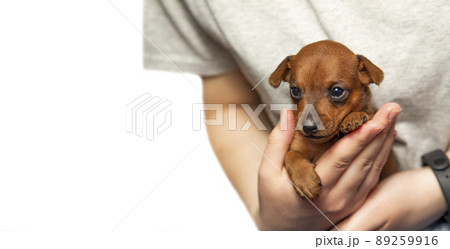 Portrait of a cute puppy in the palms of a girl. A pet. A charming dog. Isolate Portrait of a cute puppy in the palms of a girl. A pet. A charming dog. Isolate 89259916