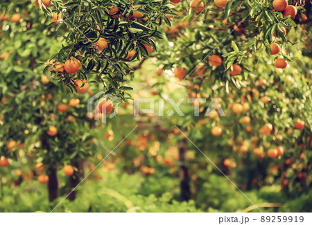 Tangerine green garden Tangerine green garden 89259919