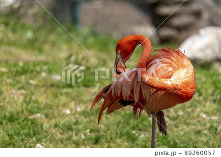 Pink flamingo walking in national park. pink flamingo stands on one leg. 89260057