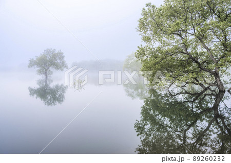 朝霧に包まれた白川湖の水没林 89260232