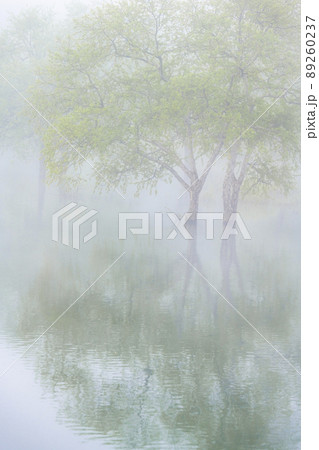 朝霧に包まれた白川湖の水没林 89260237