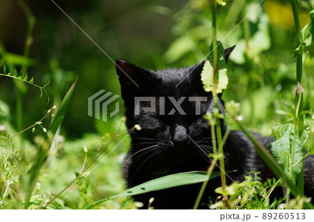 一歳になる野良猫の可愛い黒猫兄弟がご飯が来るのを待つ 89260513
