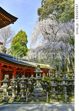 春日大社 南門前に咲く枝垂れ桜 春日大社 南門前に咲く枝垂れ桜 89260587