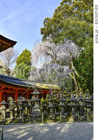 春日大社 南門前に咲く枝垂れ桜 春日大社 南門前に咲く枝垂れ桜 89260589
