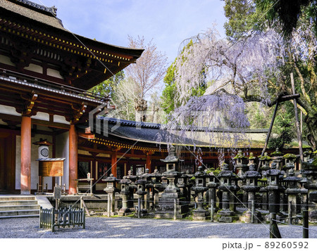 春日大社　南門前に咲く枝垂れ桜 89260592