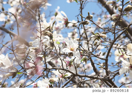 コブシの花 89260618