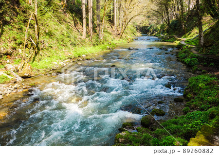 【かずら橋周辺】足羽川渓流沿い自然歩道【福井県池田町】 89260882