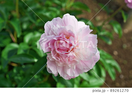 淡いピンクのシャクヤクの花（春、四月） 89261270
