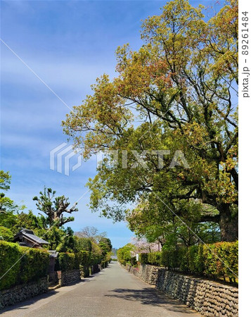 出水麓武家屋敷群 竹添邸 周辺風景 新緑の頃 出水麓武家屋敷群 竹添邸 周辺風景 新緑の頃 89261484